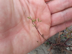 Torilis arvensis
