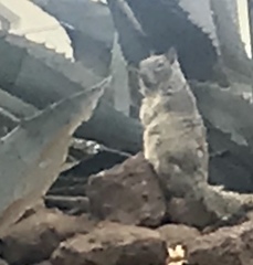 Otospermophilus beecheyi