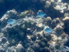 Amblyglyphidodon indicus