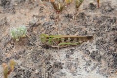 Chortoicetes terminifera