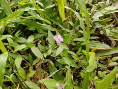 Persicaria criopolitana