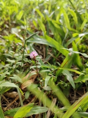 Persicaria criopolitana