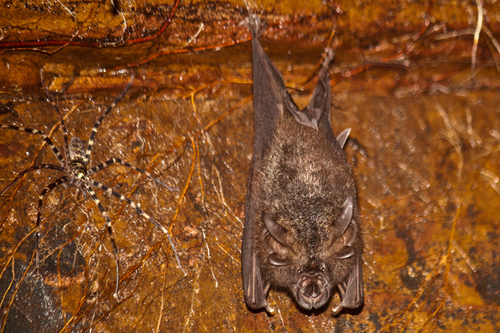Woolly Horseshoe Bat