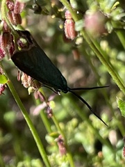 Pollanisus viridipulverulenta