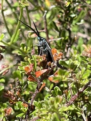 Pollanisus viridipulverulenta