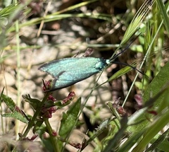 Pollanisus viridipulverulenta