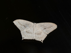 Acropteris ciniferaria