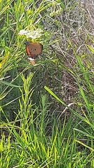 Danaus chrysippus orientis