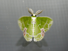 Protuliocnemis biplagiata