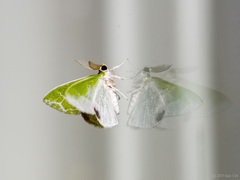 Protuliocnemis biplagiata