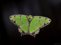 Agathia eromena