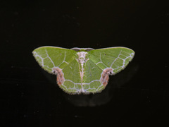 Protuliocnemis biplagiata