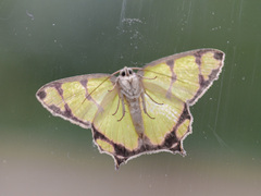 Agathia eromena