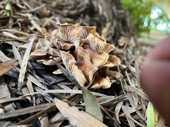 Collybiopsis villosipes