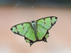 Agathia eromena
