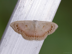 Somatina rosacea
