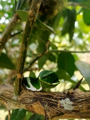Papilio memnon heronus