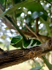 Papilio memnon heronus