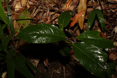 Celastrus subspicatus