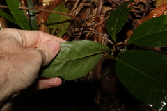 Celastrus subspicatus