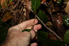 Celastrus subspicatus