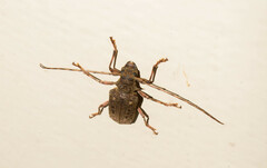 Polyrhaphis angustata