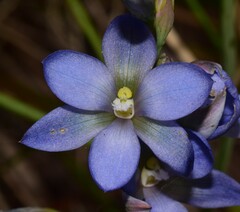 Thelymitra media