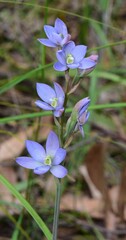 Thelymitra media