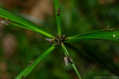 Cyperus tetraphyllus
