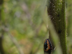 Oechalia schellenbergii