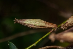 Apiomorpha