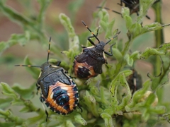 Oechalia schellenbergii