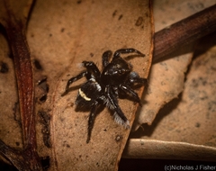 Saitis virgatus
