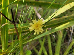 Hieracium megacephalon