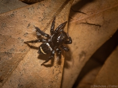 Saitis virgatus