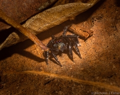 Saitis virgatus