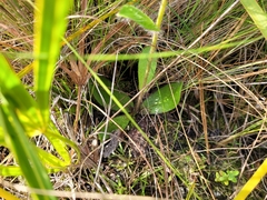 Hieracium megacephalon
