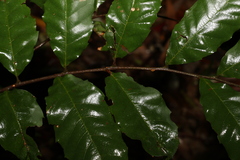 Cupaniopsis