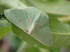 Comostola leucomerata