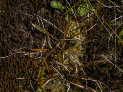 Carex talbotii