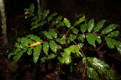 Cupaniopsis