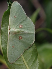 Comostola leucomerata