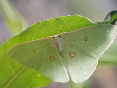 Comostola leucomerata