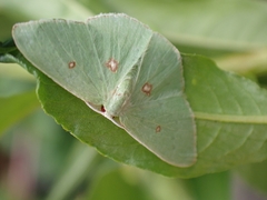 Comostola leucomerata