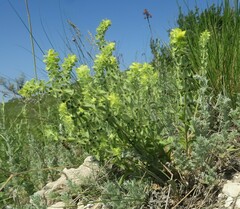 Sideritis montana montana