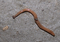 Bipalium adventitium