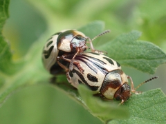 Zygogramma bicolorata