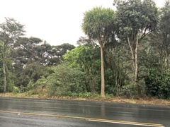 Melicytus ramiflorus