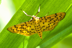 Conogethes punctiferalis