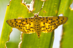 Conogethes punctiferalis